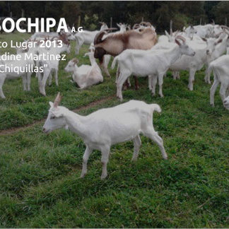 sociedad producción animal sochipa