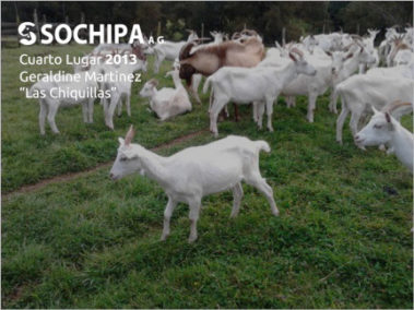 sociedad producción animal sochipa