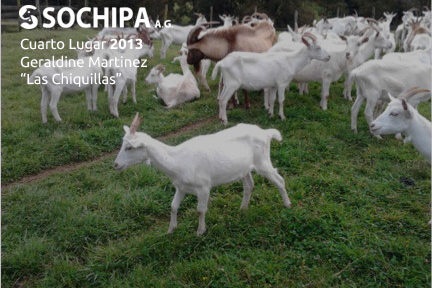 sociedad producción animal sochipa