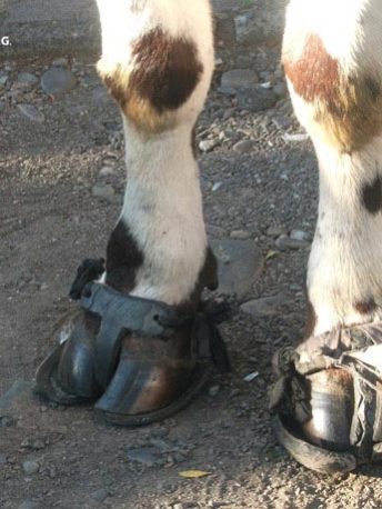 sociedad producción animal sochipa