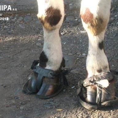 sociedad producción animal sochipa