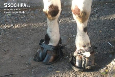 sociedad producción animal sochipa