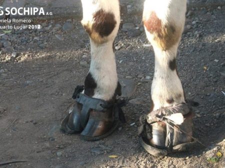 sociedad producción animal sochipa