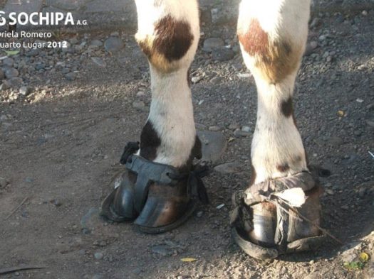 sociedad producción animal sochipa