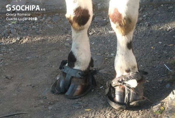 sociedad producción animal sochipa