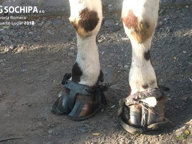 sociedad producción animal sochipa