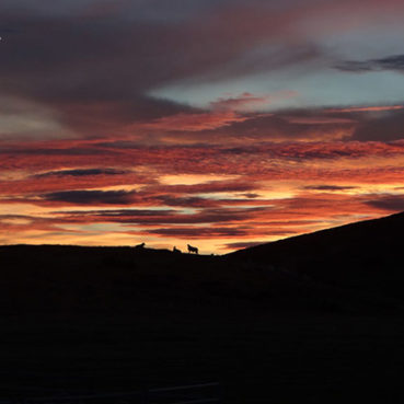 sociedad producción animal sochipa