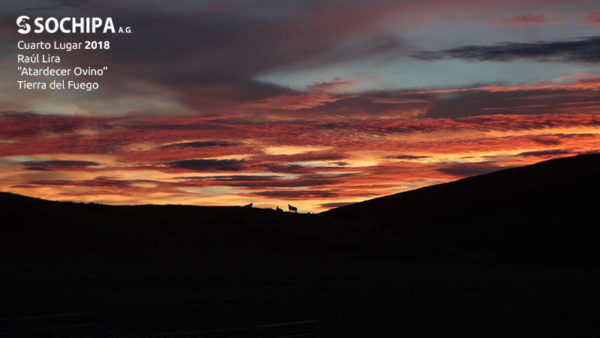 sociedad producción animal sochipa
