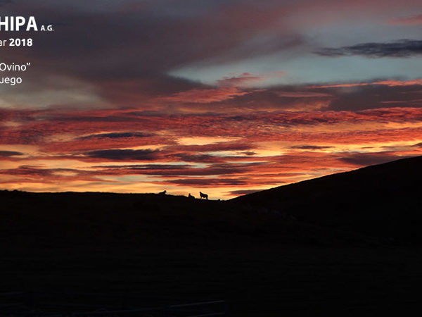 sociedad producción animal sochipa