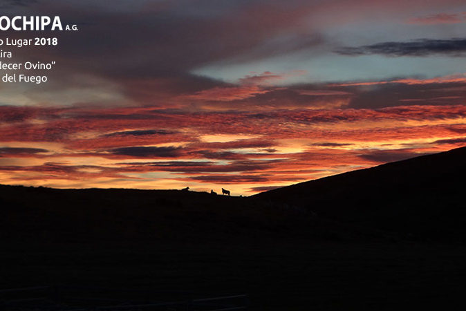 sociedad producción animal sochipa