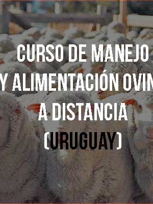 Curso de Manejo y alimentación ovina a distancia (Uruguay)