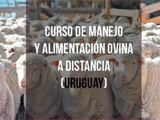 Curso de Manejo y alimentación ovina a distancia (Uruguay)