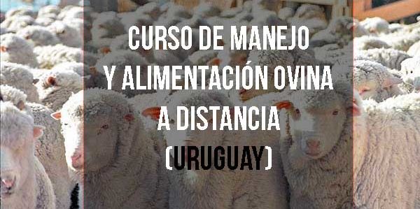 Curso de Manejo y alimentación ovina a distancia (Uruguay)