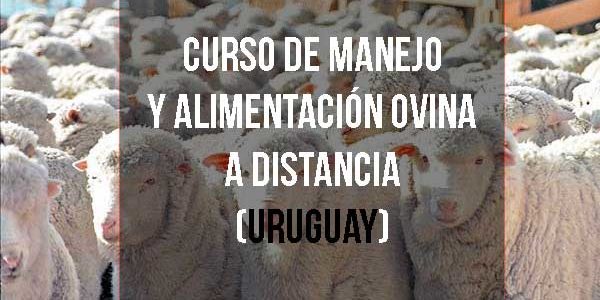 Curso de Manejo y alimentación ovina a distancia (Uruguay)
