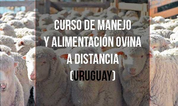 Curso de Manejo y alimentación ovina a distancia (Uruguay)