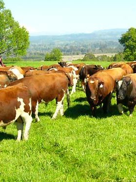 La-ciencia-detras-del-bienestar-animal