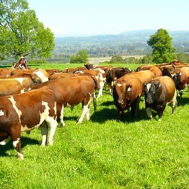 La-ciencia-detras-del-bienestar-animal