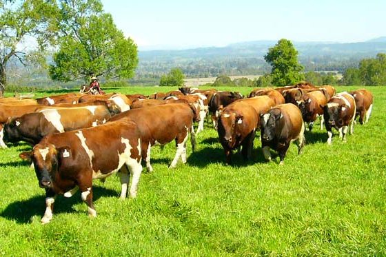 La-ciencia-detras-del-bienestar-animal