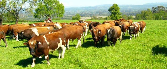 La-ciencia-detras-del-bienestar-animal