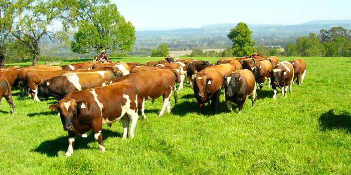 La-ciencia-detras-del-bienestar-animal