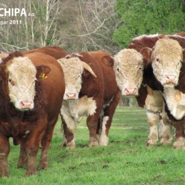 sociedad producción animal sochipa