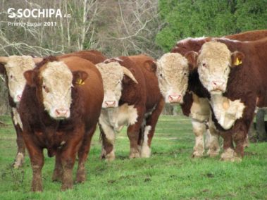 sociedad producción animal sochipa