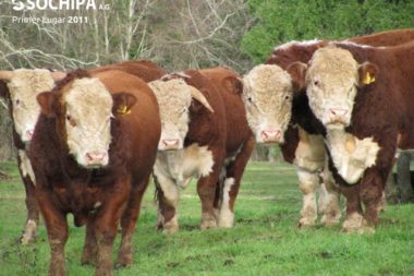 sociedad producción animal sochipa