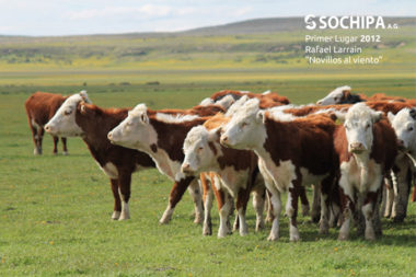 sociedad producción animal sochipa