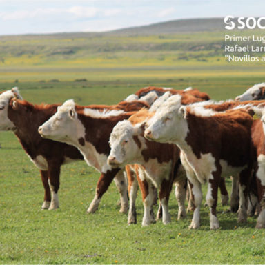 sociedad producción animal sochipa