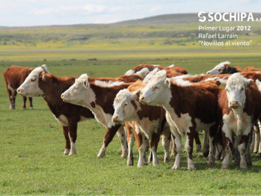 sociedad producción animal sochipa