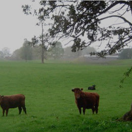 sociedad producción animal sochipa