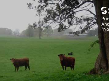 sociedad producción animal sochipa