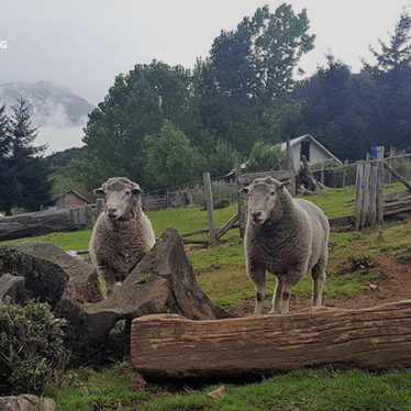 sociedad producción animal sochipa