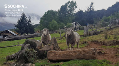 sociedad producción animal sochipa