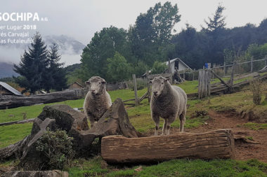 sociedad producción animal sochipa