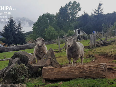 sociedad producción animal sochipa