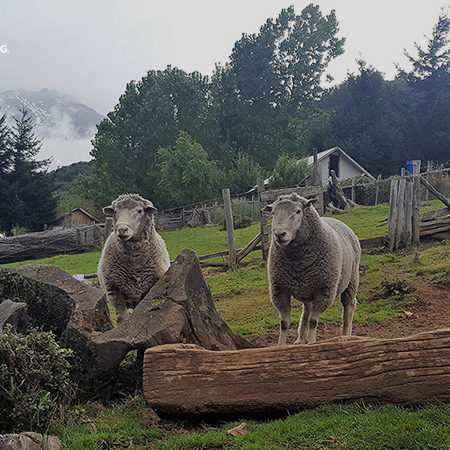 sociedad producción animal sochipa