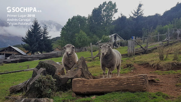 sociedad producción animal sochipa