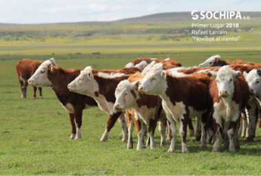 sociedad producción animal sochipa