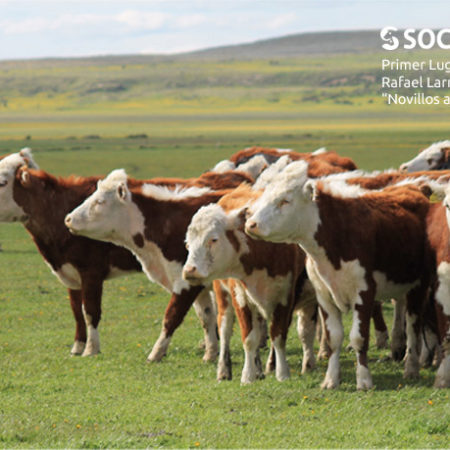 sociedad producción animal sochipa