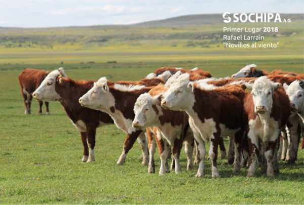 sociedad producción animal sochipa