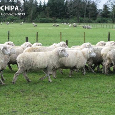 sociedad producción animal sochipa