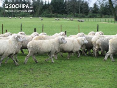 sociedad producción animal sochipa