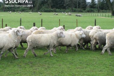 sociedad producción animal sochipa