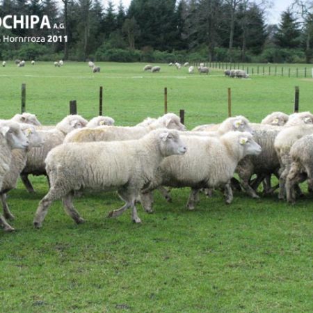 sociedad producción animal sochipa