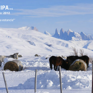 sociedad producción animal sochipa