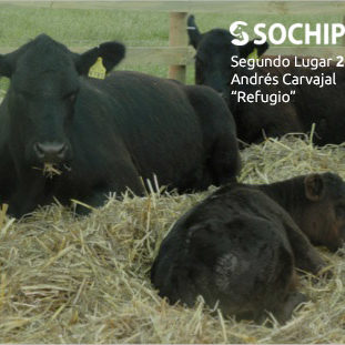 sociedad producción animal sochipa