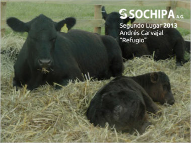 sociedad producción animal sochipa
