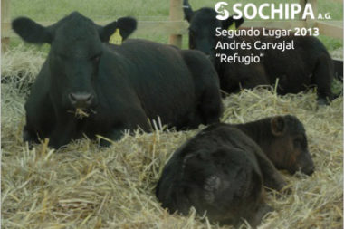 sociedad producción animal sochipa