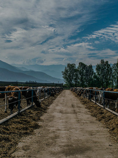 sociedad producción animal sochipa